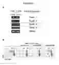 Fig. 11 - T-REG Cell Expansion