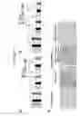 Fig. 14 - T-REG Cell Expansion