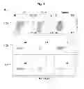 Fig. 02 - GPR15-mediated homing and uses thereof