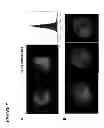 Fig. 09 - TNF Binding Proteins