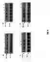Fig. 07 - FUNCTION AND REGULATION OF ADAMTS-1