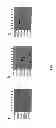 Fig. 09 - FUNCTION AND REGULATION OF ADAMTS-1