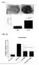 Fig. 08 - Targets for regulation of angiogenesis