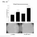 Fig. 22 - Targets for regulation of angiogenesis