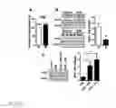 Fig. 06 - TARGET DIRECTED TO ADIPOCYTES, METHODS AND ASSAYS FOR TREATMENT OF OBESITY