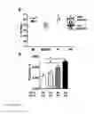 Fig. 07 - TARGET DIRECTED TO ADIPOCYTES, METHODS AND ASSAYS FOR TREATMENT OF OBESITY