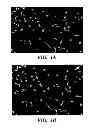 Fig. 02 - Methods of increasing satellite cell proliferation
