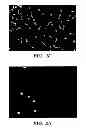Fig. 03 - Methods of increasing satellite cell proliferation