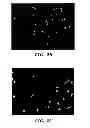Fig. 04 - Methods of increasing satellite cell proliferation