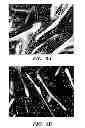 Fig. 07 - Methods of increasing satellite cell proliferation