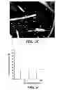 Fig. 08 - Methods of increasing satellite cell proliferation
