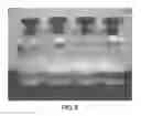 Fig. 06 - Methods of preparing lyophilized spherical-shaped pellets of biological materials