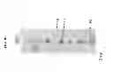 Fig. 07 - Modified RSV F proteins and methods of their use