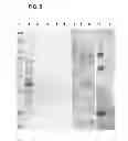 Fig. 06 - Compositions and methods for detecting, treating, and protecting against fusobacterium infection