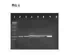 Fig. 07 - Compositions and methods for detecting, treating, and protecting against fusobacterium infection