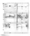 Fig. 04 - VACCINE