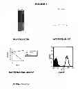 Fig. 04 - HETEROLOGOUS EXPRESSION OF NEISSERIAL PROTEINS