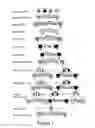 Fig. 02 - Microorganisms for therapy