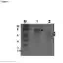 Fig. 06 - Recombinant nonpathogenic MDV vector providing multivalent immunity