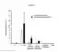 Fig. 07 - TRANSCUTANEOUS DELIVERY OF THERAPEUTIC AGENTS