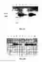 Fig. 05 - Expression of Protective Antigens in Transgenic Chloroplasts and the Production of Improved Vaccines