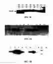 Fig. 06 - Expression of Protective Antigens in Transgenic Chloroplasts and the Production of Improved Vaccines