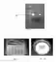 Fig. 10 - Expression of Protective Antigens in Transgenic Chloroplasts and the Production of Improved Vaccines