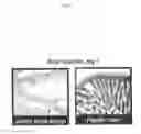Fig. 07 - Flagellin related polypeptides and uses thereof