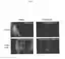Fig. 87 - Flagellin related polypeptides and uses thereof