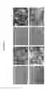 Fig. 07 - SUPPORTING MATERIAL FOR CELL SHEET