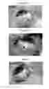 Fig. 08 - SUPPORTING MATERIAL FOR CELL SHEET