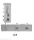 Fig. 22 - NANOCOMPOSITES OF GOLD AND POLYMERS
