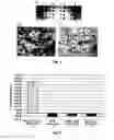 Fig. 07 - Matricryptic ECM peptides for tissue reconstruction