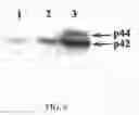 Fig. 07 - Treatment for exposure to nerve agent