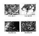 Fig. 09 - Compositions of polymeric myrcene