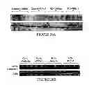 Fig. 22 - Compositions of polymeric myrcene