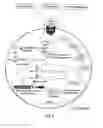 Fig. 02 - METHODS AND PHARMACEUTICAL COMPOSITIONS FOR REGULATION OF G- AND/OR GC-RICH NUCLEIC ACID EXPRESSION