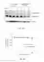 Fig. 06 - METHODS AND PHARMACEUTICAL COMPOSITIONS FOR REGULATION OF G- AND/OR GC-RICH NUCLEIC ACID EXPRESSION