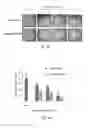 Fig. 07 - METHODS AND PHARMACEUTICAL COMPOSITIONS FOR REGULATION OF G- AND/OR GC-RICH NUCLEIC ACID EXPRESSION