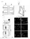 Fig. 07 - Nanoparticle compositions for generation of regulatory T cells and treatment of autoimmune diseases and other chronic inflammatory conditions