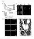 Fig. 08 - Nanoparticle compositions for generation of regulatory T cells and treatment of autoimmune diseases and other chronic inflammatory conditions