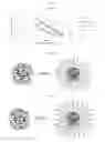 Fig. 08 - Stable nanocomposition comprising doxorubicin, process for the preparation thereof, its use and pharmaceutical compositions containing it