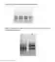 Fig. 06 - Sample fixation and stabilisation