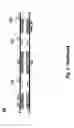 Fig. 07 - Nucleic acid amplification