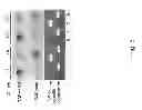 Fig. 06 - SUPPRESSION OF TLA2-CpFTSY GENE EXPRESSION FOR IMPROVED SOLAR ENERGY CONVERSION EFFICIENCY AND PHOTOSYNTHETIC PRODUCTIVITY IN ALGAE