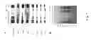 Fig. 09 - SUPPRESSION OF TLA2-CpFTSY GENE EXPRESSION FOR IMPROVED SOLAR ENERGY CONVERSION EFFICIENCY AND PHOTOSYNTHETIC PRODUCTIVITY IN ALGAE