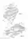 Fig. 07 - Glutamate oxidase mutagenesis for diagnostic testing