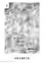 Fig. 10 - Metal sulfide and rare-earth phosphate nanostructures and methods of making same