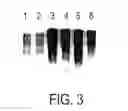 Fig. 04 - cDNA Synthesis Improvements