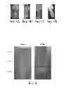 Fig. 04 - METHODS AND DEVICES FOR BIOLOGICAL SAMPLE PREPARATION